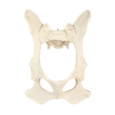 AV400 - FULL CANINE PELVIS WITH SACRUM