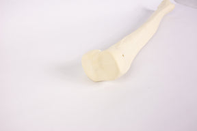 12373 - RADIOPAQUE LEFT TIBIA WITH CANCELLOUS MATERIAL  AND MEDULLARY CANAL  (IMP.)