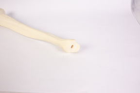 12373 - RADIOPAQUE LEFT TIBIA WITH CANCELLOUS MATERIAL  AND MEDULLARY CANAL  (IMP.)