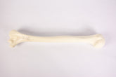 12327 - RADIOPAQUE LEFT HUMERUS WITH CANCELLOUS MATERIAL AND MEDULLARY CANAL