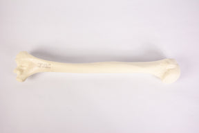 12327 - RADIOPAQUE LEFT HUMERUS WITH CANCELLOUS MATERIAL AND MEDULLARY CANAL