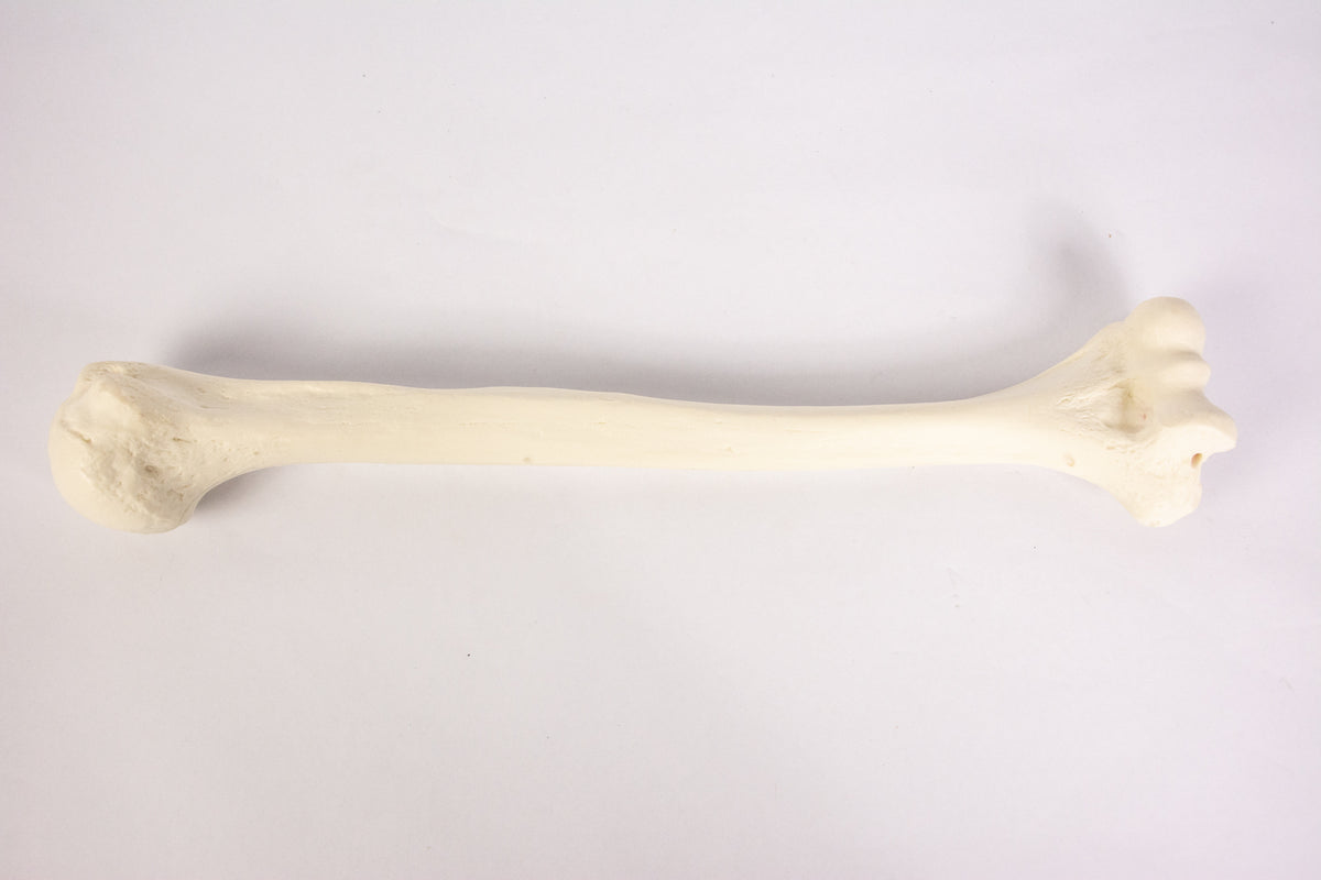 12327 - RADIOPAQUE LEFT HUMERUS WITH CANCELLOUS MATERIAL AND MEDULLARY CANAL