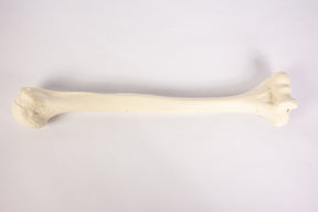 12327 - RADIOPAQUE LEFT HUMERUS WITH CANCELLOUS MATERIAL AND MEDULLARY CANAL