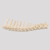 12810 - CHEST COLUMN - MEDIUM DOG