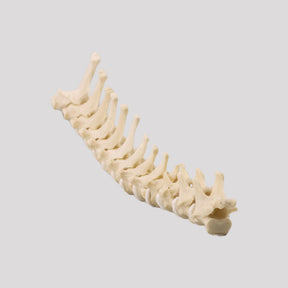 12810 - CHEST COLUMN - MEDIUM DOG