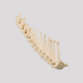 12810 - CHEST COLUMN - MEDIUM DOG