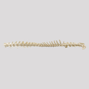 12811 - COMPLETE COLUMN - MEDIUM DOG