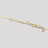 12811 - COMPLETE COLUMN - MEDIUM DOG