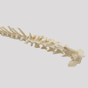12811 - COMPLETE COLUMN - MEDIUM DOG