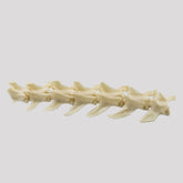 12800 - LUMBAR COLUMN - CAT