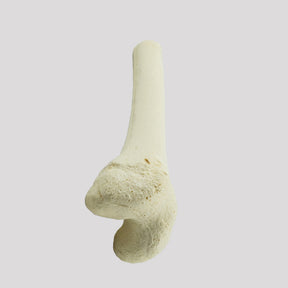 1013 D - LEFT JUVENILE DISTAL FEMUR