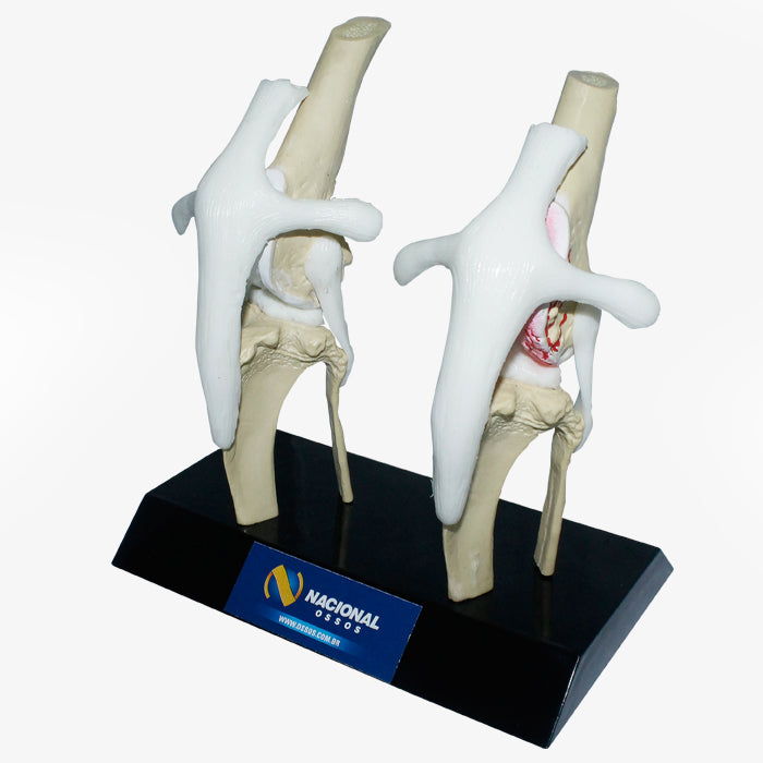 PV600-01 - CANINE STIFLE WITH ADVANCED OSTEOARTHRITIS