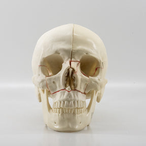 10559 - SKULL WITH MAXILLARY CUTS