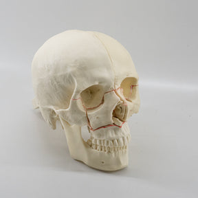 10559 - SKULL WITH MAXILLARY CUTS