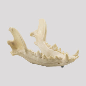 11865 - MEDIUM DOG JAW