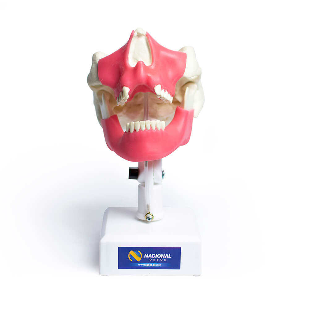 9971GT - MODEL FOR GUIDED REGENERATION BY MEMBRANE WITH GUM (RTG)