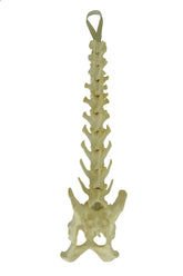 AV420 - CANINE LUMBAR SPINE + T13, T12, T11 WITH SACRUM AND FULL PELVIS