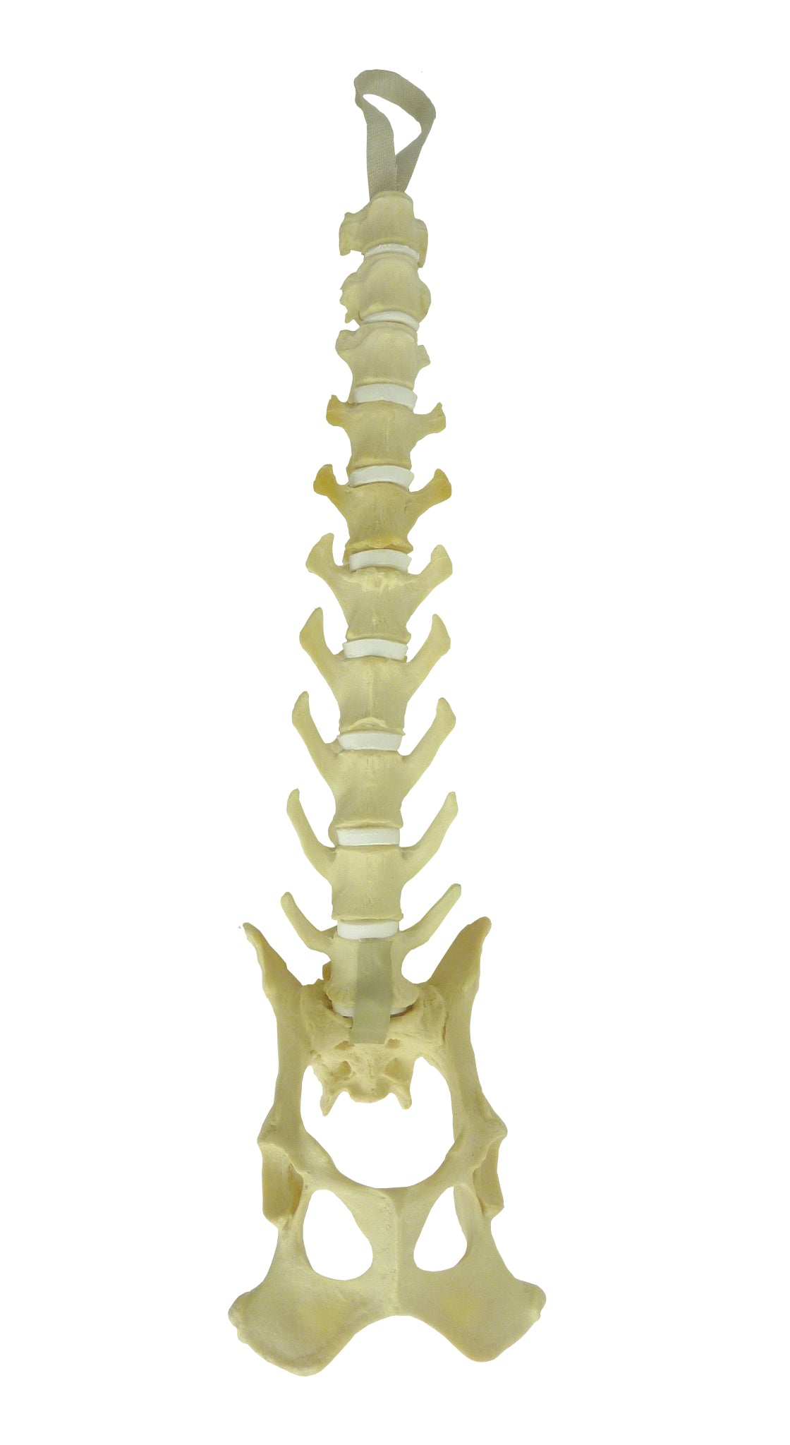 AV420 - CANINE LUMBAR SPINE + T13, T12, T11 WITH SACRUM AND FULL PELVIS