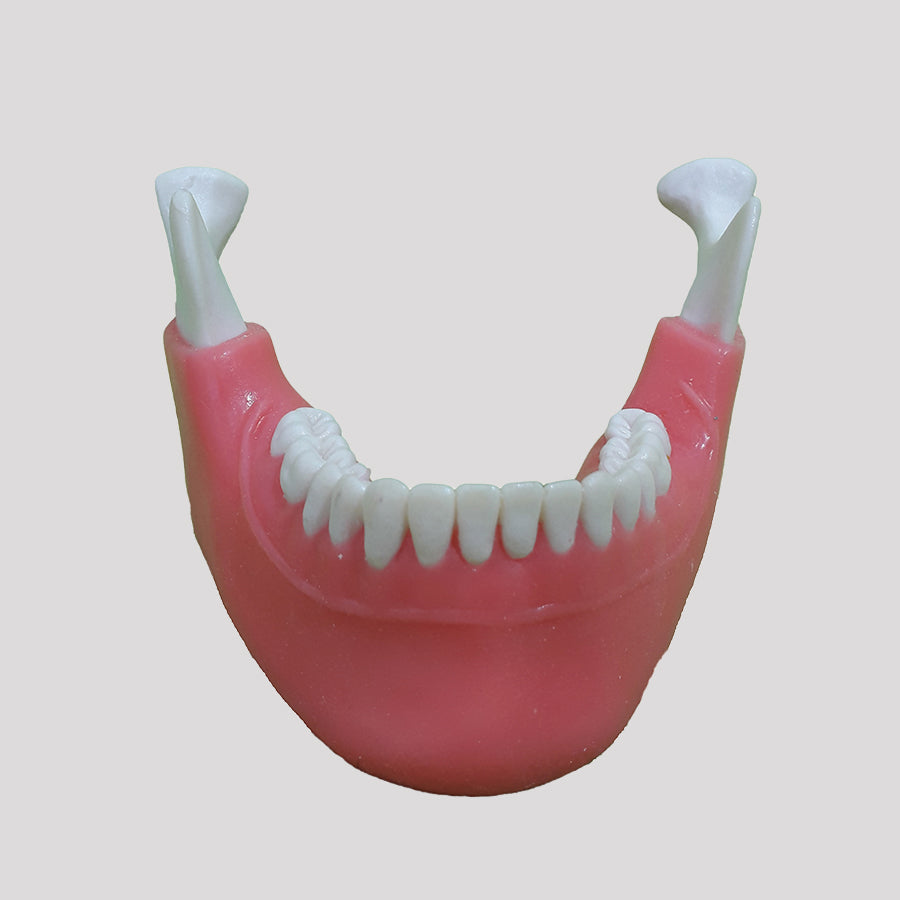 P 4013 GT -  MANDIBLE WITH ALL TEETH AND GINGIVAL LINE