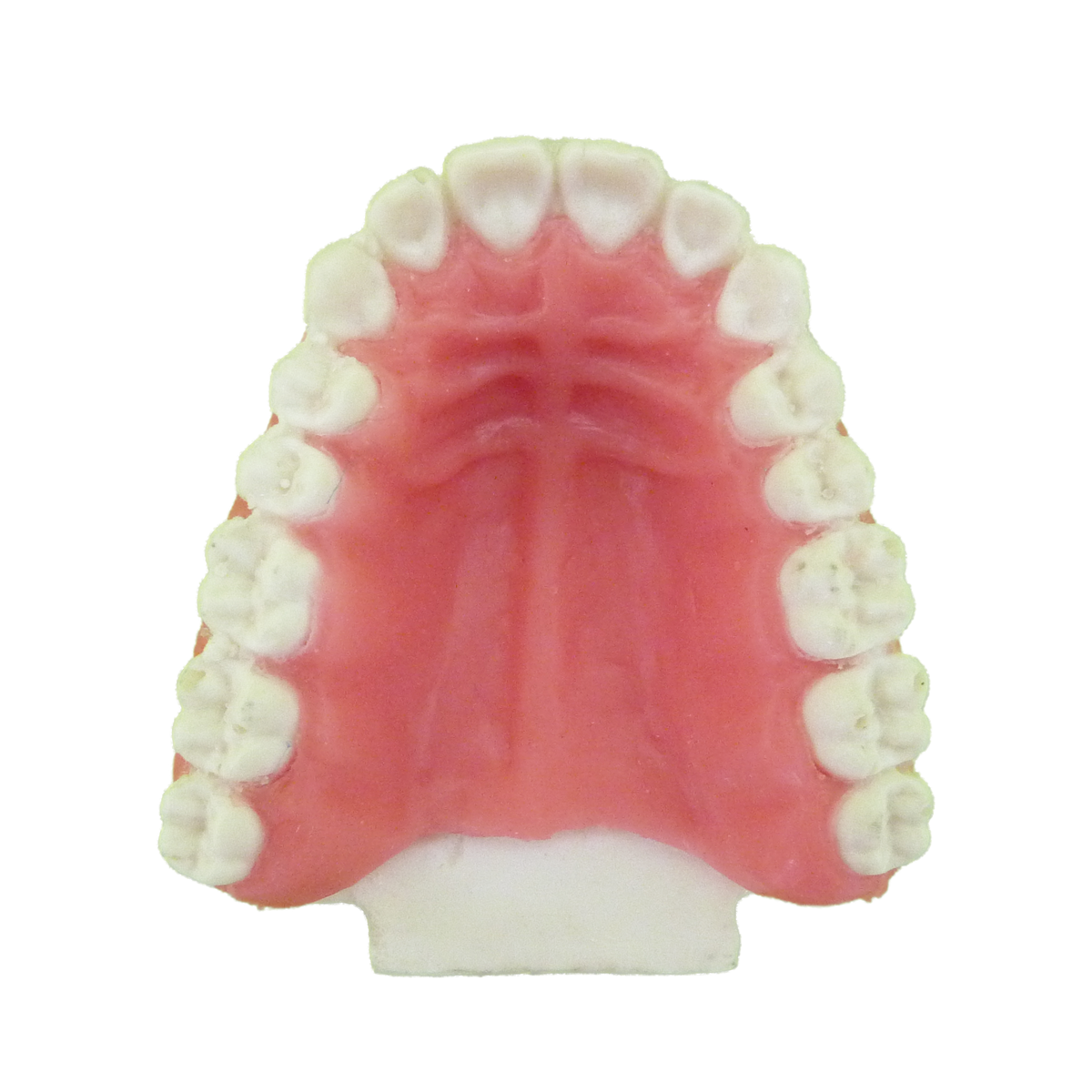 P4060G - ORTODONTIC MODEL IN PU WITH EXPOSED ROOT AND GINGIVA CUSTOMIZED WITH PALATINE GROOVES