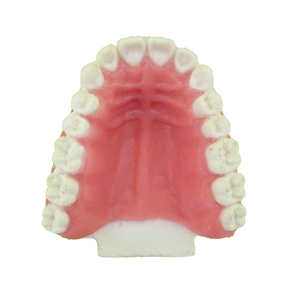 P4060G - ORTODONTIC MODEL IN PU WITH EXPOSED ROOT AND GINGIVA CUSTOMIZED WITH PALATINE GROOVES