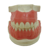 P4060G - ORTODONTIC MODEL IN PU WITH EXPOSED ROOT AND GINGIVA CUSTOMIZED WITH PALATINE GROOVES