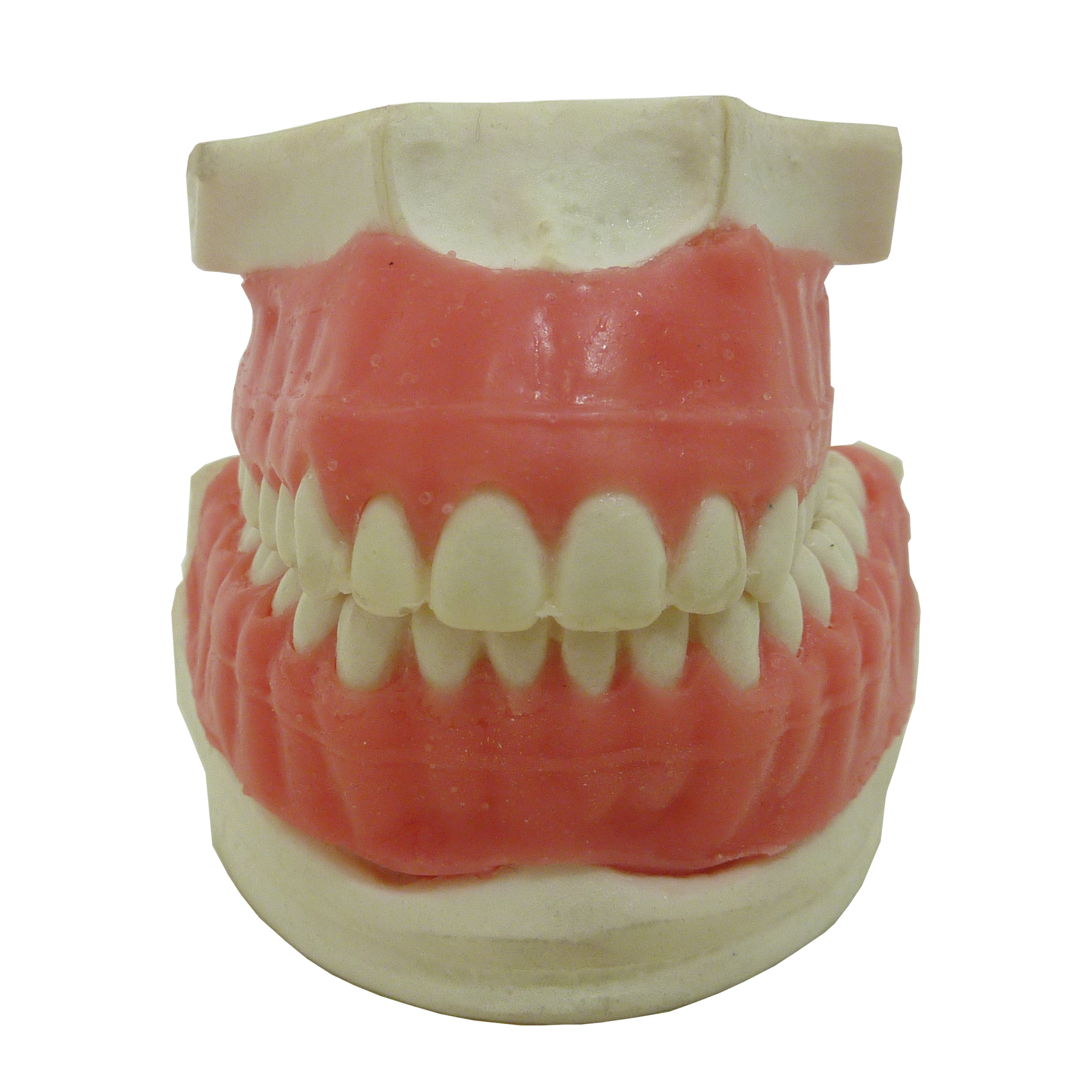 P4060G - ORTODONTIC MODEL IN PU WITH EXPOSED ROOT AND GINGIVA CUSTOMIZED WITH PALATINE GROOVES